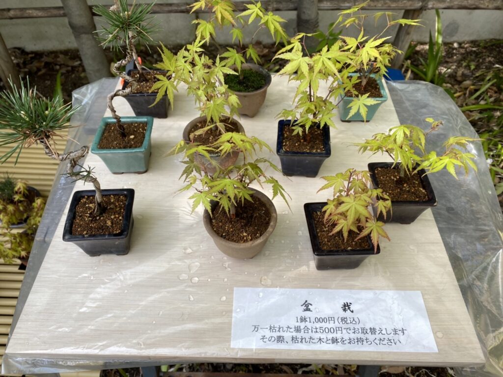盆栽鉢 三州の名品 初期の【三州福峰】 古っ