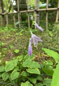 ギボウシが咲き始めました 福岡市中央区の日本庭園 松風園