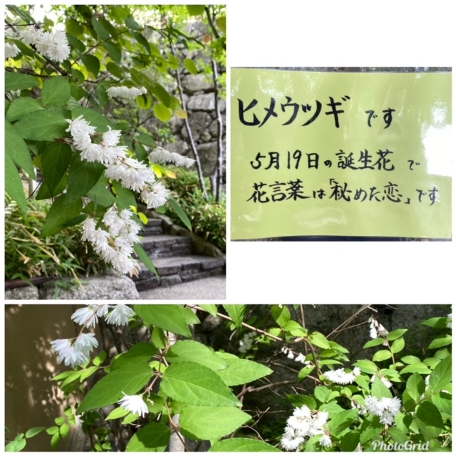 ヒメウツギが咲き始めました 福岡市中央区の日本庭園 松風園