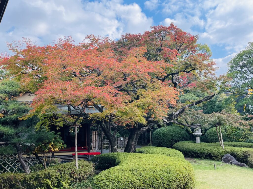 ～もみじ便り～