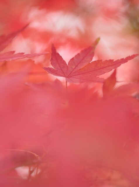 *
「くれない」
紅い紅葉が燃えています。
日中の紅葉と夜間のプロジェクションマッピングが見ごろとなっています。
ご来園お待ちしております。
…友泉亭公園より
#友泉亭
#友泉亭公園
#yusentei
#福岡
#日本庭園
#JapaneseGarden
#茶室