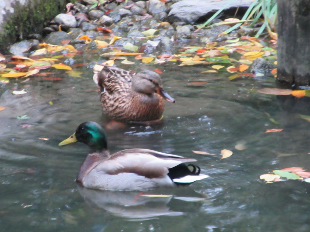 *
「もみじ便り12月6日」
師走に入り、寒さが一段と厳しくなりましたね…
皆さま、おかわりございませんか。
さて、庭の紅葉(こうよう)も随分すすみました。
露地に可憐なサザンカの花が咲き、マンリョウの実も赤く色づいています。
先日、池に鴨のつがいが見られました、かわいらしいでしょう…。
どうぞ紅葉狩りをお楽しみください…
…楽水園より
#楽水園
#rakusuien
#福岡観光
#日本庭園
#JapaneseGarden
#茶室
#都会のオアシス
#博多
#住吉