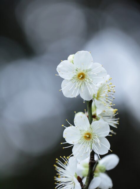 *
「園長が撮る梅の写真。」
毎日、寒い日々が続きますね
それでも、寒椿、山茶花が元気に咲いています。
その中でも梅が五分咲になっています。
今回は100mmマクロという、レンズを使って撮影しました。
背景の玉ボケを活かして、梅を表現しました。
…友泉亭公園より
#友泉亭
#友泉亭公園
#yusentei
#福岡
#日本庭園
#JapaneseGarden
#茶室