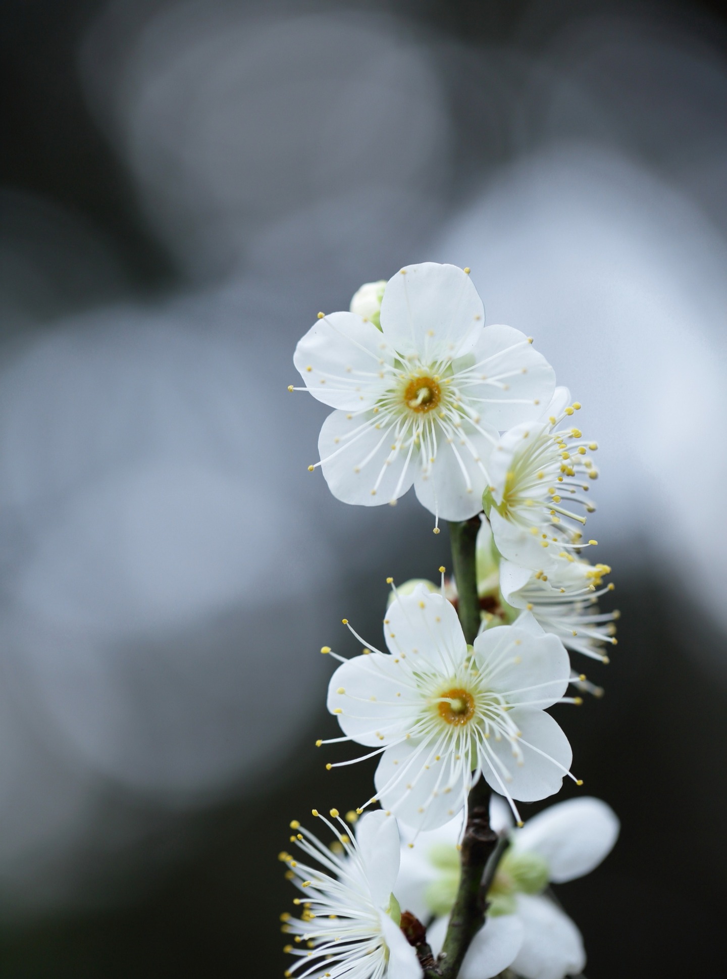 *
「園長が撮る梅の写真。」
毎日、寒い日々が続きますね
それでも、寒椿、山茶花が元気に咲いています。
その中でも梅が五分咲になっています。
今回は100mmマクロという、レンズを使って撮影しました。
背景の玉ボケを活かして、梅を表現しました。
…友泉亭公園より
#友泉亭
#友泉亭公園
#yusentei
#福岡
#日本庭園
#JapaneseGarden
#茶室