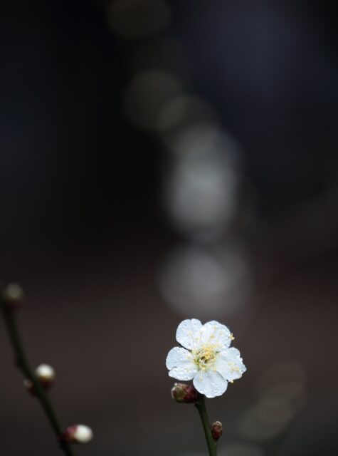 *
「園長が撮る梅の写真 2」
夕べの雨に洗われた梅の花。
朝日を浴びて綺麗に咲いていました。
友泉亭公園は草木に囲まれた綺麗な滝と池のおかげで、
梅の花が美しく咲いています。
ご来園お待ちしております。
…友泉亭公園より
#友泉亭
#友泉亭公園
#yusentei
#福岡
#日本庭園
#JapaneseGarden
#茶室