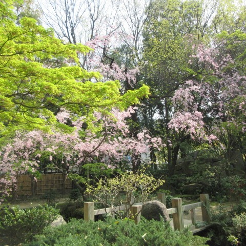 *
「春の訪れ」
皆さま、暖かいですね…
おかわりございませんか。

満開の桜はまもなくです…
当園でも春の景色がいろいろと見られます
ベニシダレザクラ、朱色のボケの花、
ヒサカキの小さな白い花、ゼンマイ等々。

そして『住吉楽祭』、もうすぐです…

…楽水園より

#楽水園
#rakusuien
#福岡観光
#日本庭園
#JapaneseGarden
#茶室
#都会のオアシス
#博多
#住吉