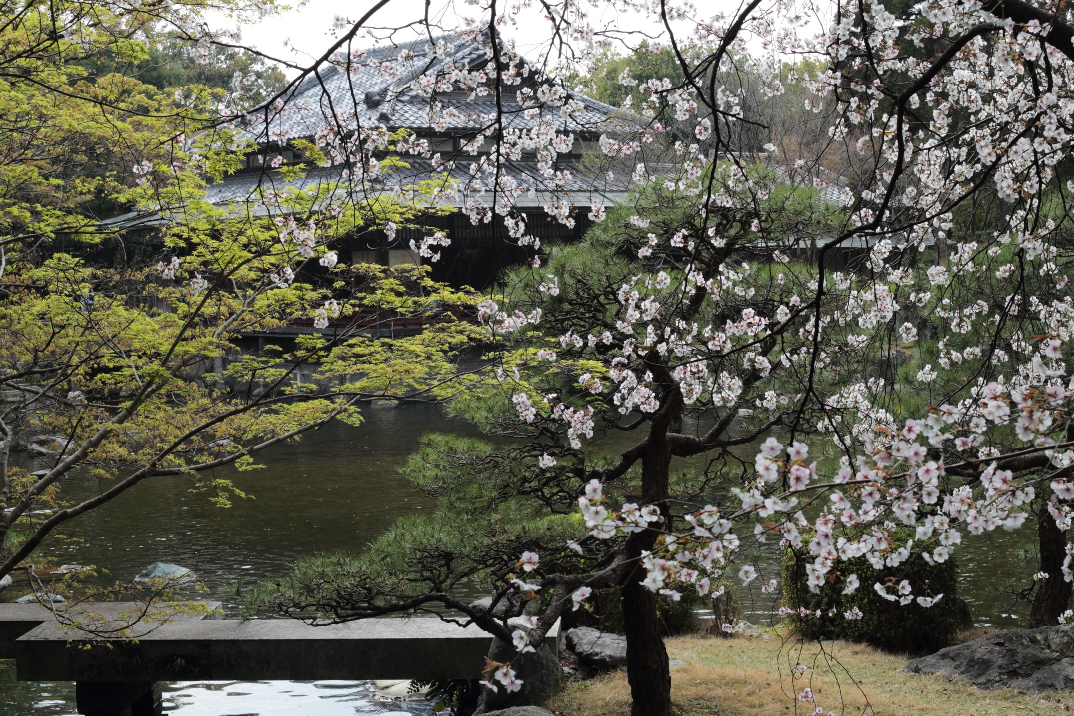 *
“ Cherry blossoms gift in YUSENTEI ”
桜の花の命は短いもの。
この時期だけの大広間を望む撮影スポットです。
友泉亭公園のご来園をお待ちしております。
…友泉亭公園より
#友泉亭
#友泉亭公園
#yusentei
#福岡
#日本庭園
#JapaneseGarden
#茶室