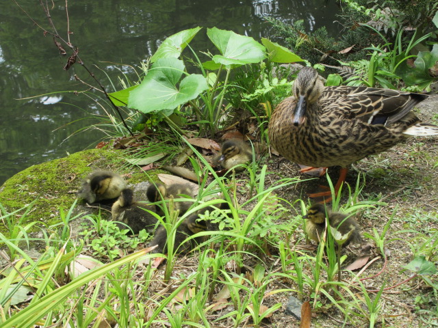 *
「カモの赤ちゃん」
心地よいさわやかな風が通る今日、いいお天気に恵まれました…
皆さま、いかがお過ごしでしょうか～
庭園の白いコデマリの花が咲きました！

さて、ここ楽水園の池のほとりに、今、カモの赤ちゃん8羽の姿が見られます。
お母さんの後ろを追ってみたり、池でチョコチョコ泳いでみたり…
時折見せる、愛らしい姿にお客様もほっこり…

さてさて、皆さま、ご来園時にこのカモの赤ちゃんに出会えたら、ラッキーかも❤‼
どうぞ、庭園でゆったりとした一日を過ごしてください…

…楽水園より

#楽水園
#rakusuien
#福岡観光
#日本庭園
#JapaneseGarden
#茶室
#都会のオアシス
#博多
#住吉