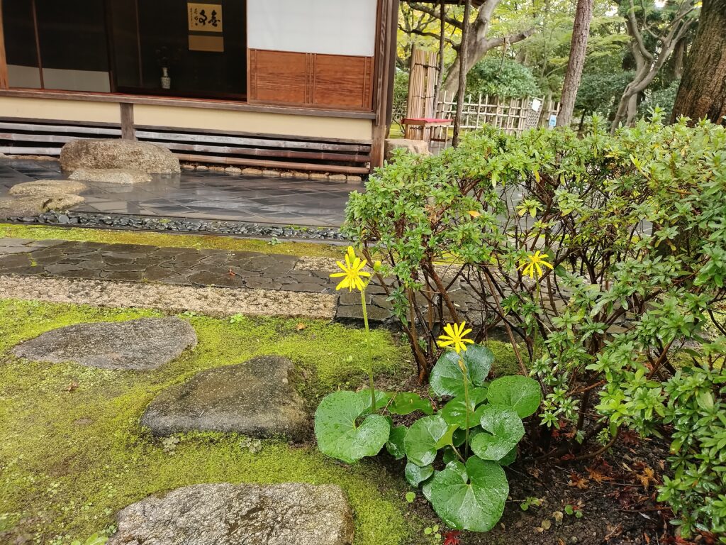 石蕗（つわ）の花