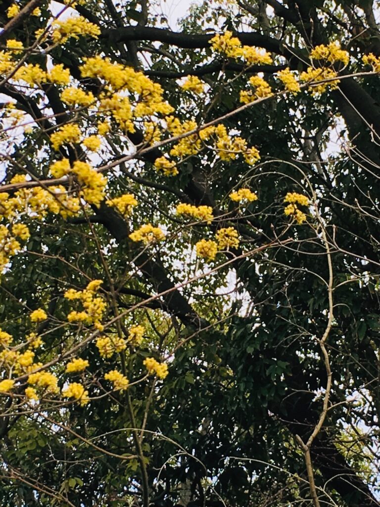 春は黄色の花から・・・